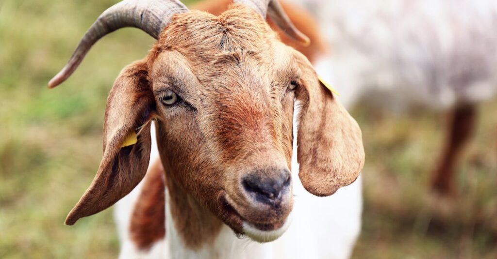 charming close up photo of a friendly goat with curved horns in a rural pasture setting