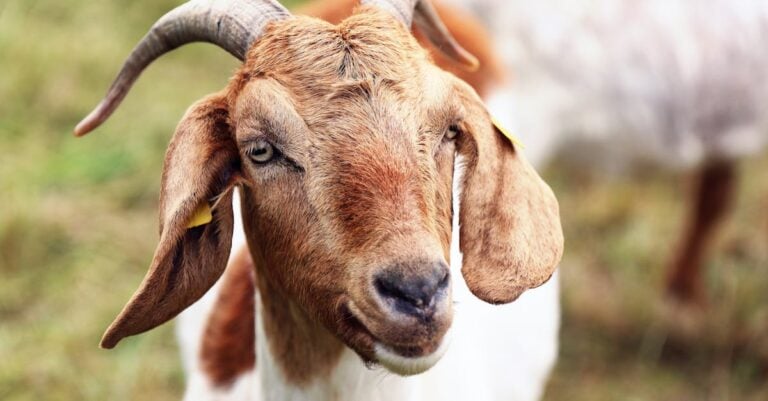 6 Best Goat Milking Systems Compared: From Hand to Fully Automated