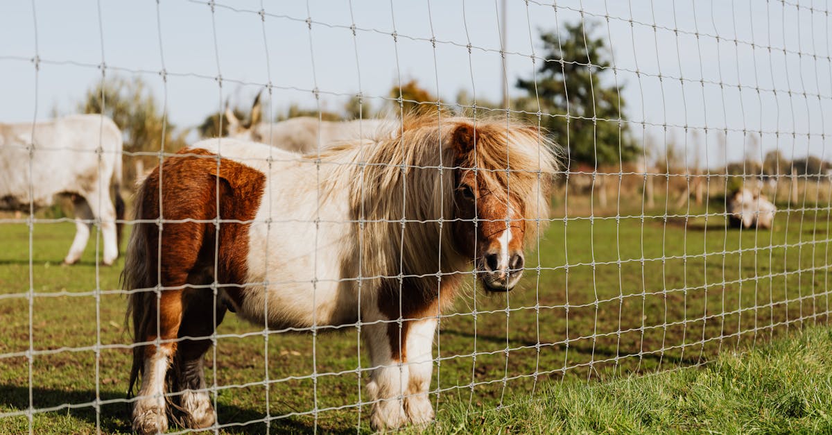 charming pony standing behind a fence in a serene countryside setting on a sunny day 3