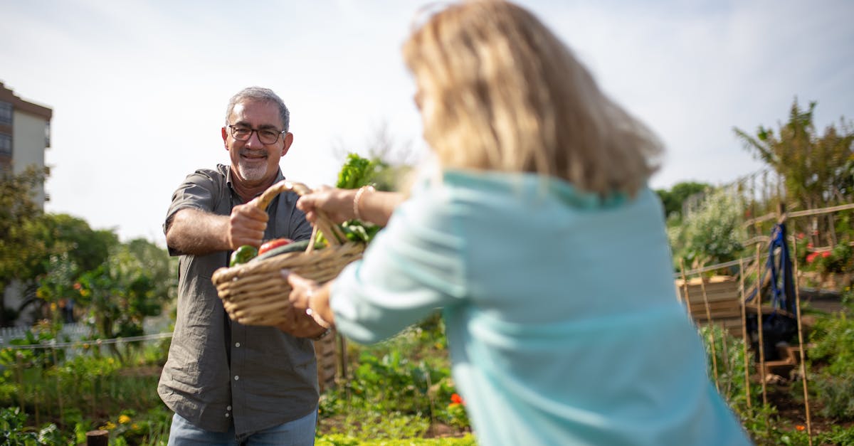 cheerful senior couple enjoying gardening and harvesting vegetables outdoors in a sunny garden