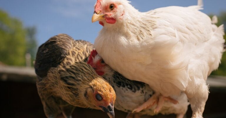 6 Methods of Comparing Backyard Chicken Raising for Sustainable Success