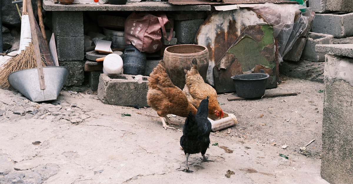 chickens foraging in a rustic farmyard surrounded by traditional farming tools and equipment