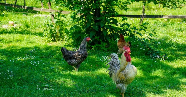 7 Ways Chickens Enhance Sustainable Gardening for a Self-Sufficient Ecosystem