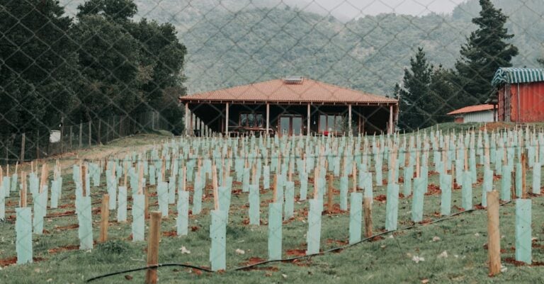 6 Ways Fencing Enhances Farm Biodiversity That Boost Ecosystem Health