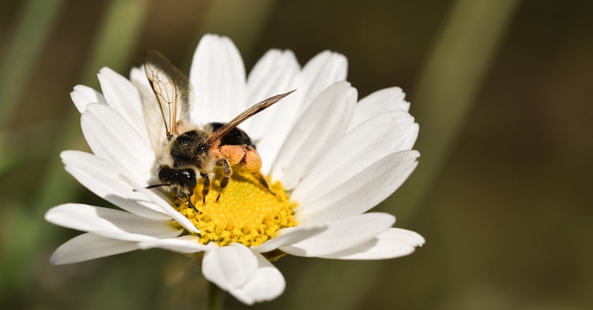close up of a bee gathering pollen from a daisy flower in a vibrant outdoor setting