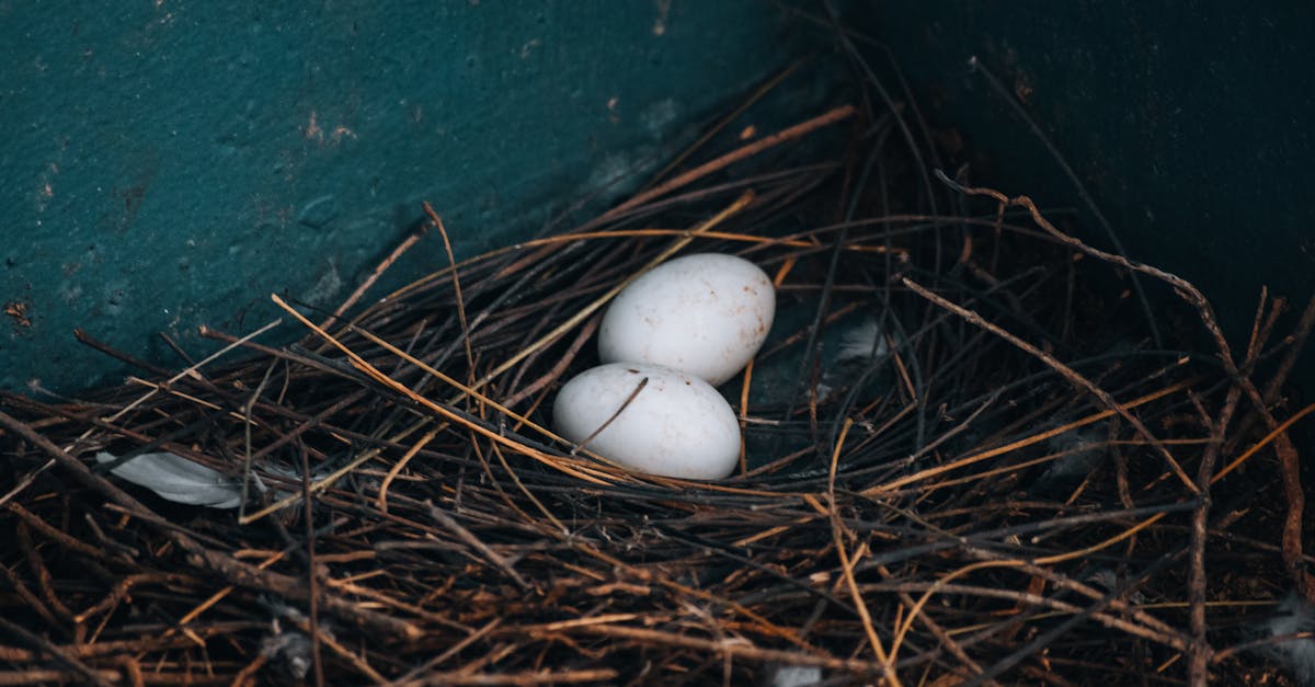 close up of a bird s nest with two eggs resting on twigs against a textured wall
