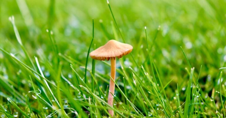7 Ways to Test Soil Moisture Levels for Optimal Growth Without Fancy Equipment