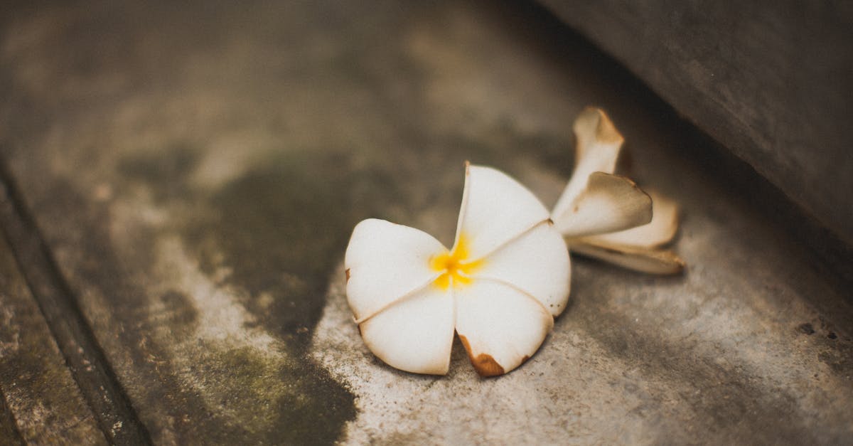 close up of a fallen plumeria flower on a rustic surface showcasing natural decay and beauty 1