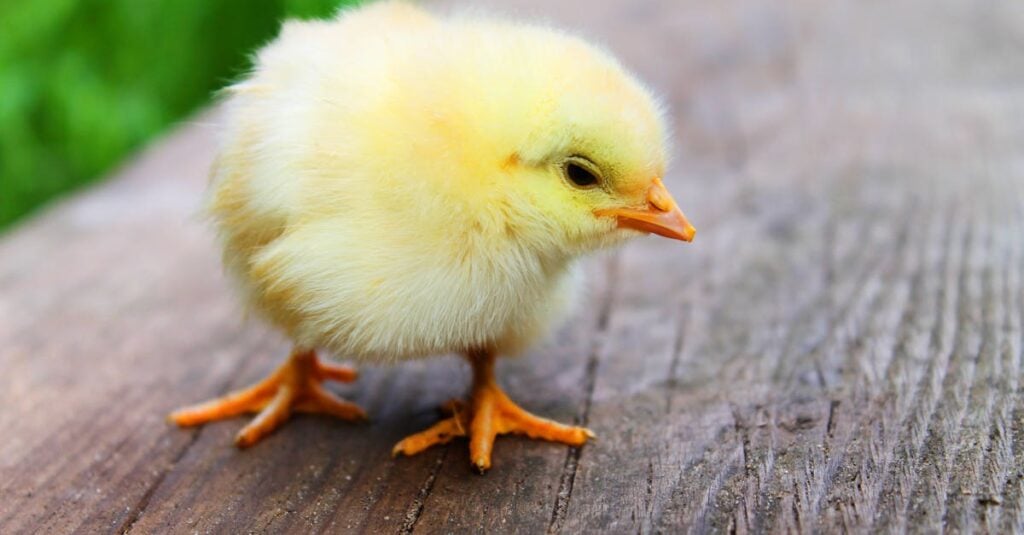 close up of a fluffy yellow chick standing on a wooden surface showcasing its soft down feathers 6