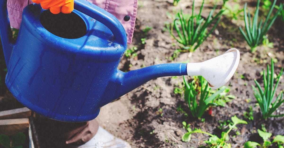 close up of a gardener watering a vegetable patch using a blue watering can outdoors in summer