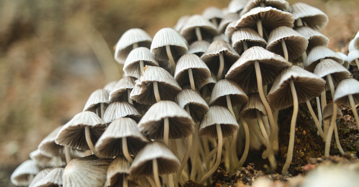 close up of a group of delicate wild mushrooms growing in outdoor forest soil 2
