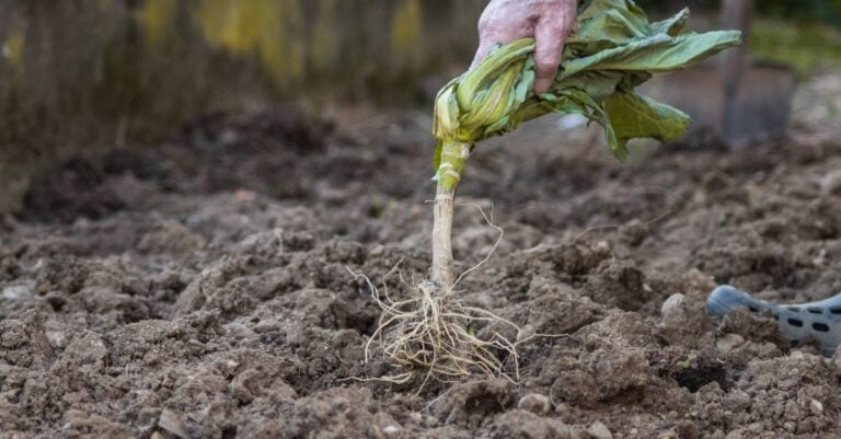 7 Seasonal Crop Rotation Strategies for Organic Farms That Boost Natural Fertility