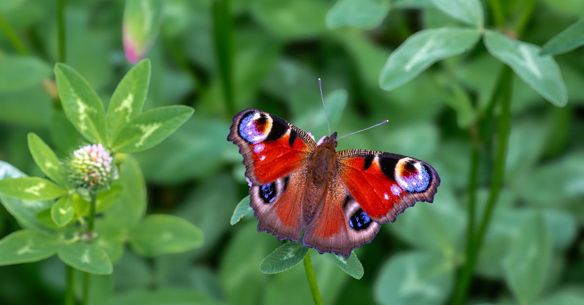 close up of a peacock butterfly resting gracefully on green leaves in a summer garden