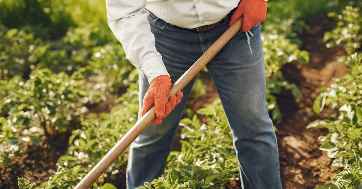 close up of a person using a rake to cultivate plants in a sunny outdoor garden