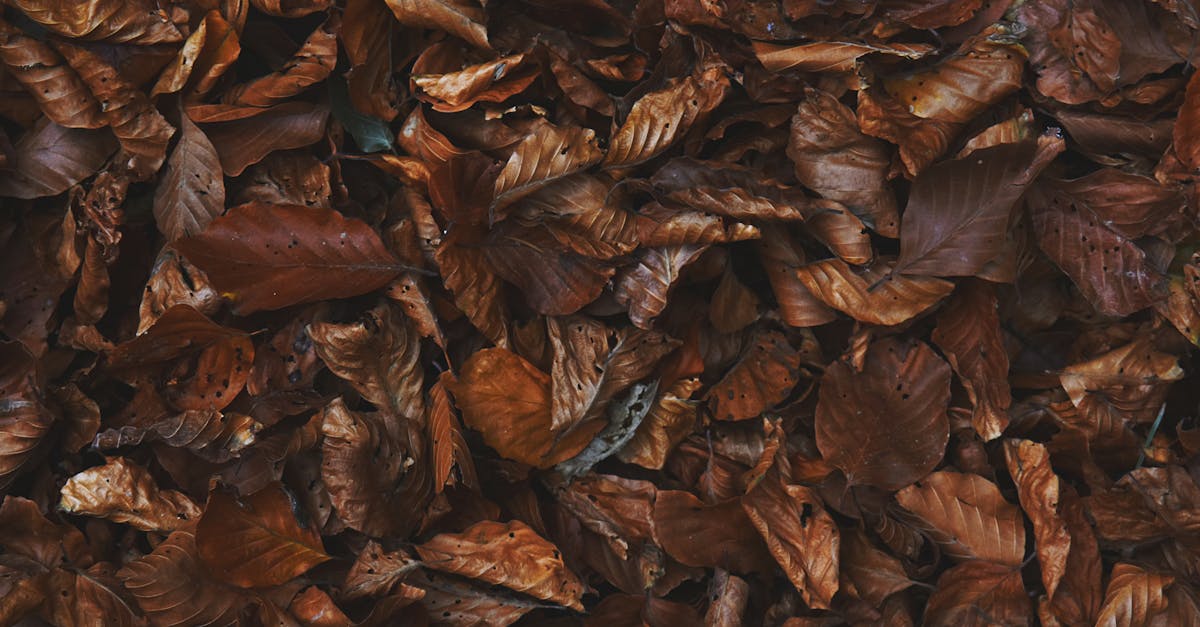 close up of a pile of rich brown autumn leaves showcasing texture and seasonal colors 1