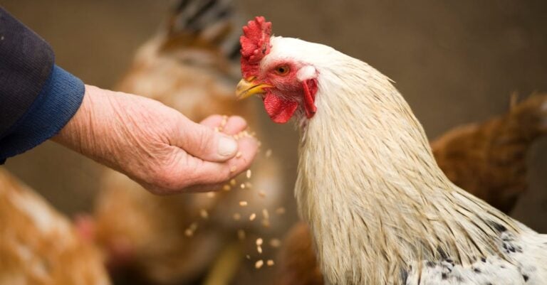 7 Backyard Chicken Feeding Strategies That Maximize Egg Quality