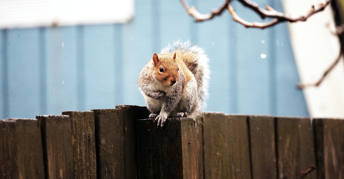 close up of a squirrel resting on a fence under light rain with a blue backdrop