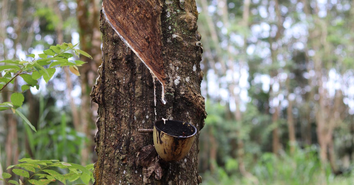 close up of a tree being tapped for natural rubber with a collection cup outdoors