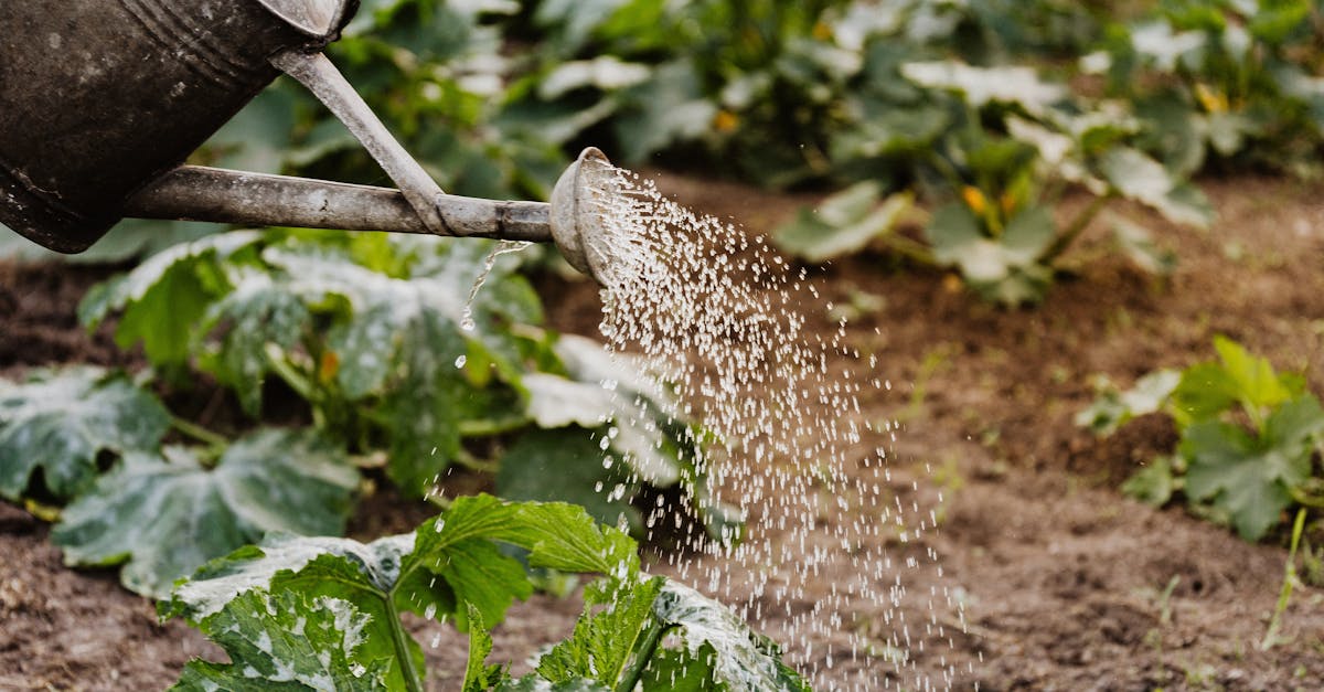 close up of a watering can nurturing green plants in a garden promoting growth 9