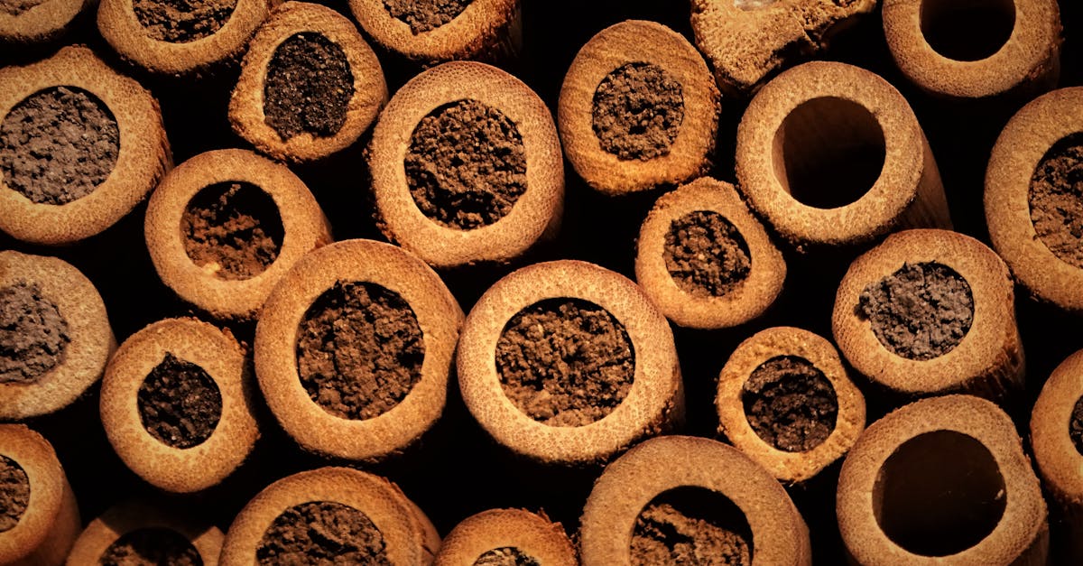 close up of bamboo insect hotel providing a habitat for various insects eco friendly and sustainab