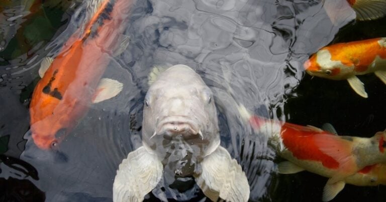 7 Best Small-Scale Aquaponics Systems for Hobbyists Perfect for Tight Spaces
