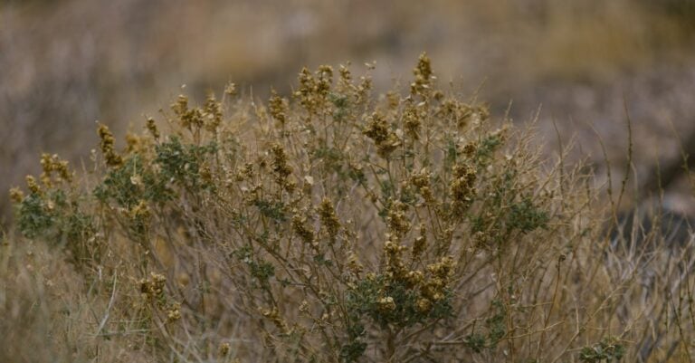 7 Heirloom Seeds for Climate Adaptation That Our Ancestors Treasured