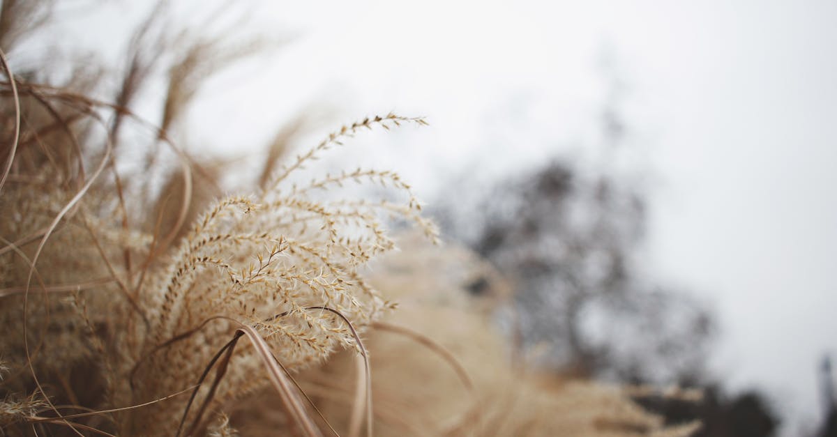 close up of golden grasses swaying gently in a tranquil field under a soft sky 1