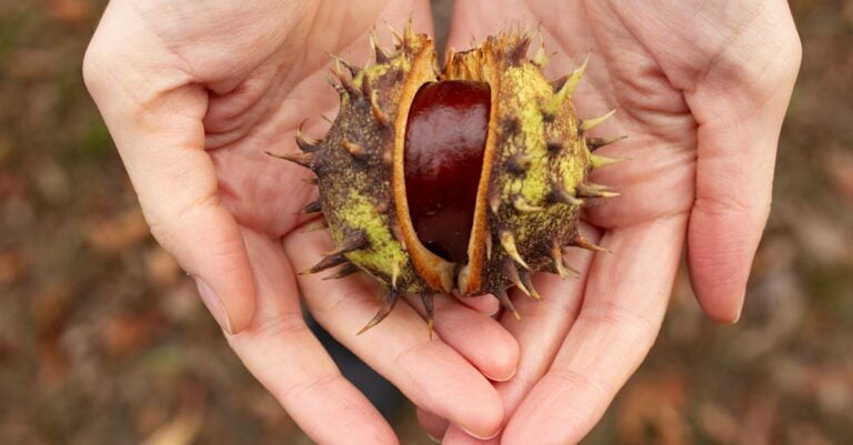 7 Natural Deterrents for Common Garden Pests Your Plants Will Thank You For