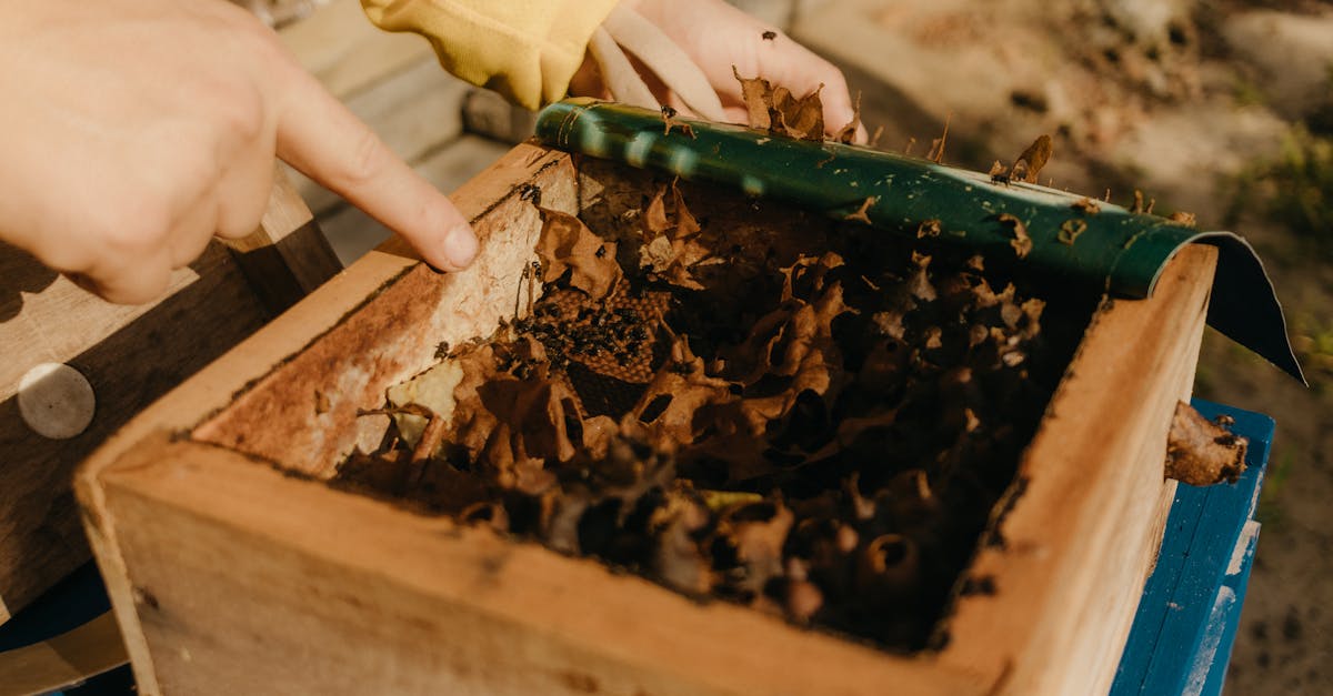 close up of hands inspecting a beehive with dried leaves inside on a sunny day