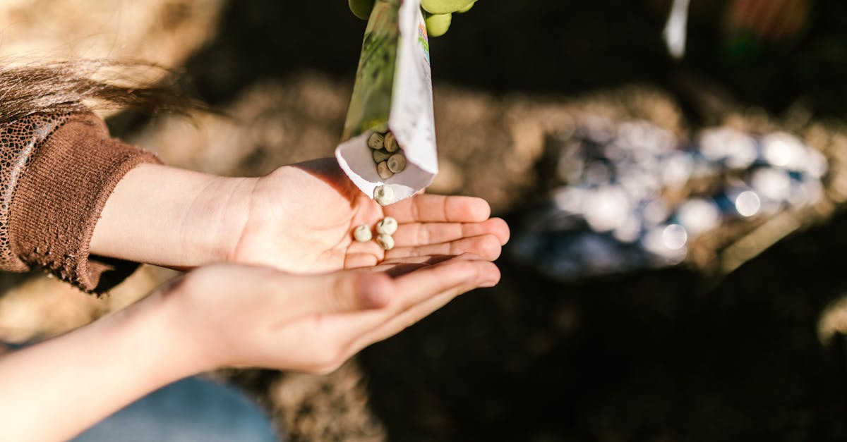 close up of hands planting seeds outdoors with sunlight casting warm tones