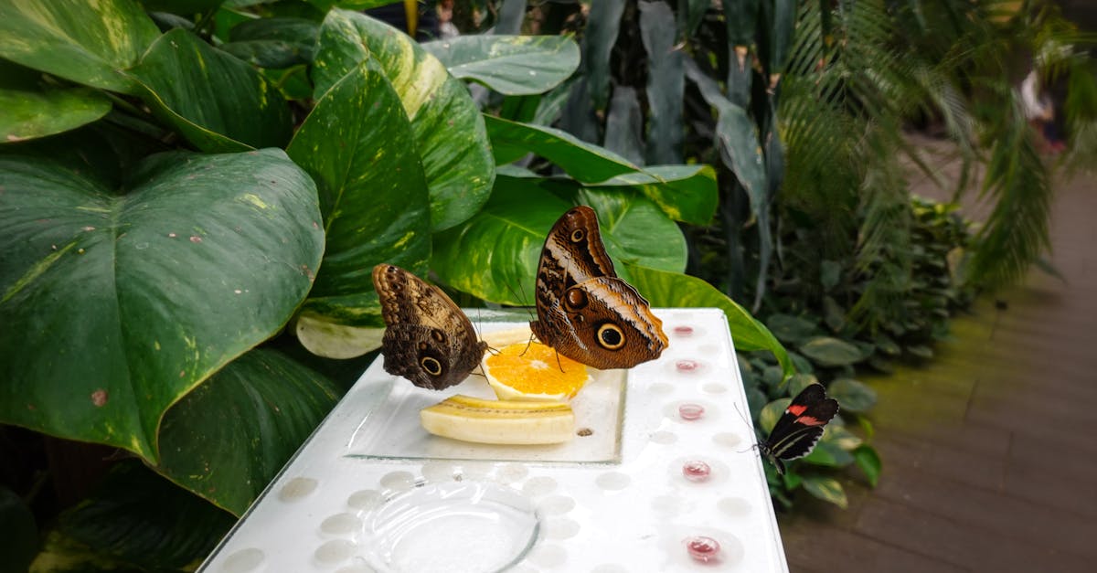 close up of owl butterflies feeding on orange in a lush botanical garden 1