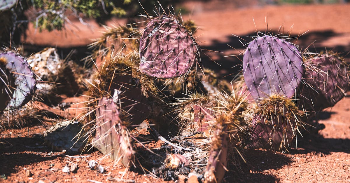 close up of purple prickly pear cactus in an arid desert setting with vibrant colors