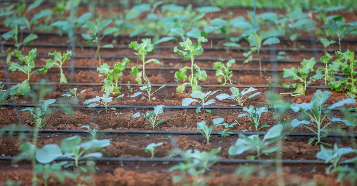 close up of young plants in a garden with irrigation system 2