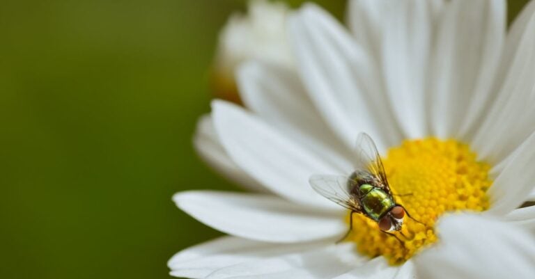 7 Natural Ways to Improve Pollination in Gardens Without Chemicals