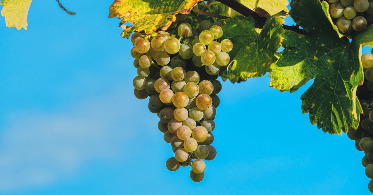 close up view of ripe green grapes hanging on the vine against a clear blue sky