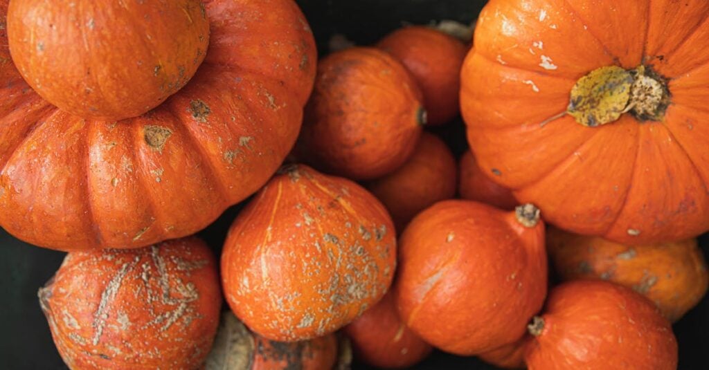 close up view of various pumpkins in a harvest patch perfect for fall themes and seasonal decor 4
