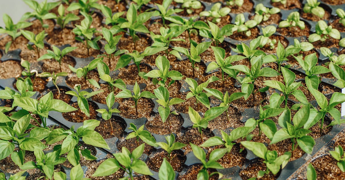 close up view of young green seedlings thriving in soil filled nursery trays outdoors