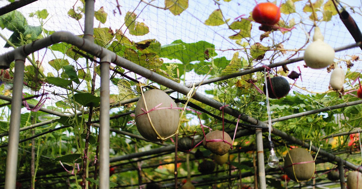 colorful pumpkins and squash hanging on a trellis in an autumn farm setting