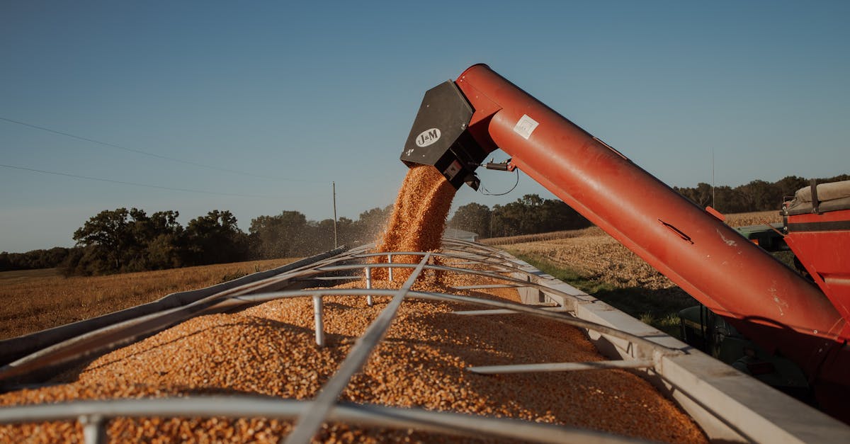 corn harvesting using a grain auger in a sunny field to efficiently transfer grain