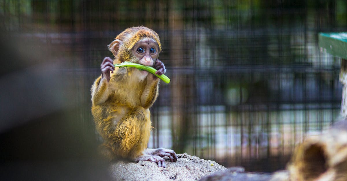 cute baby monkey enjoying a vegetable snack showcasing playful wildlife behavior in a zoo 1