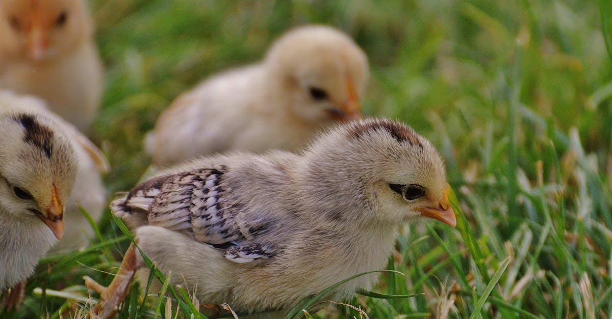 cute chicks exploring grass showing innocence and nature s beauty 2