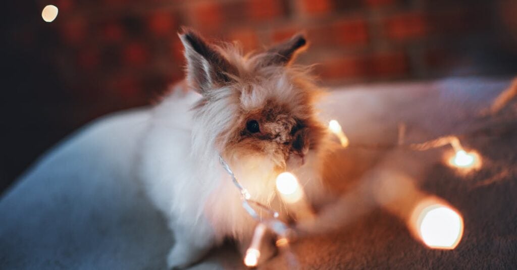 cute fluffy rabbit entangled in illuminated string lights creating a cozy atmosphere