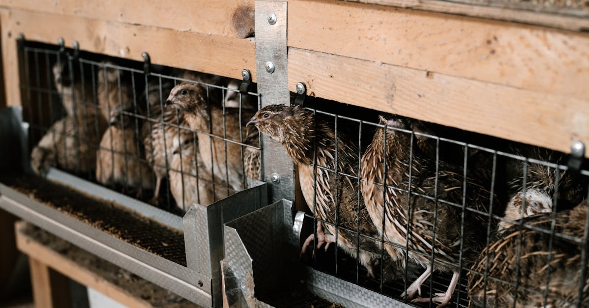 cute little quail birds in rustic breeding cage at poultry farm in countryside 3