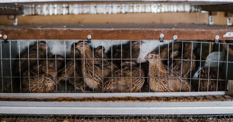 7 Best Poultry Breeds For Egg Production That Lay Through Winter
