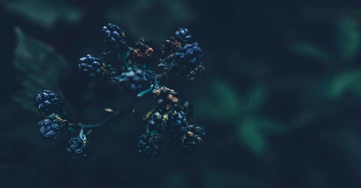 dark moody close up of blackberries in natural lighting perfect for nature or food themed projects