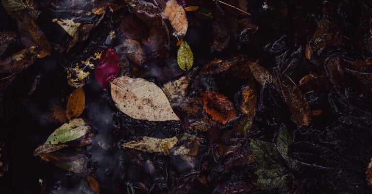 5 Smart Mulching Techniques That Maximize Moisture and Ground Protection