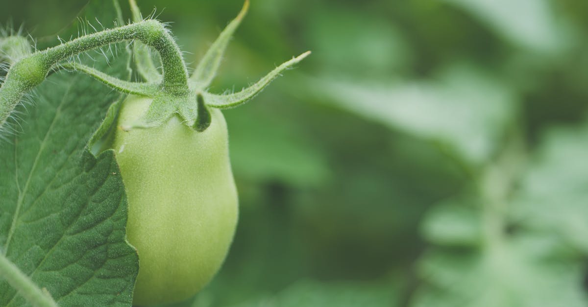 detailed close up of a fresh unripe green tomato on a vine showcasing its natural texture and healt