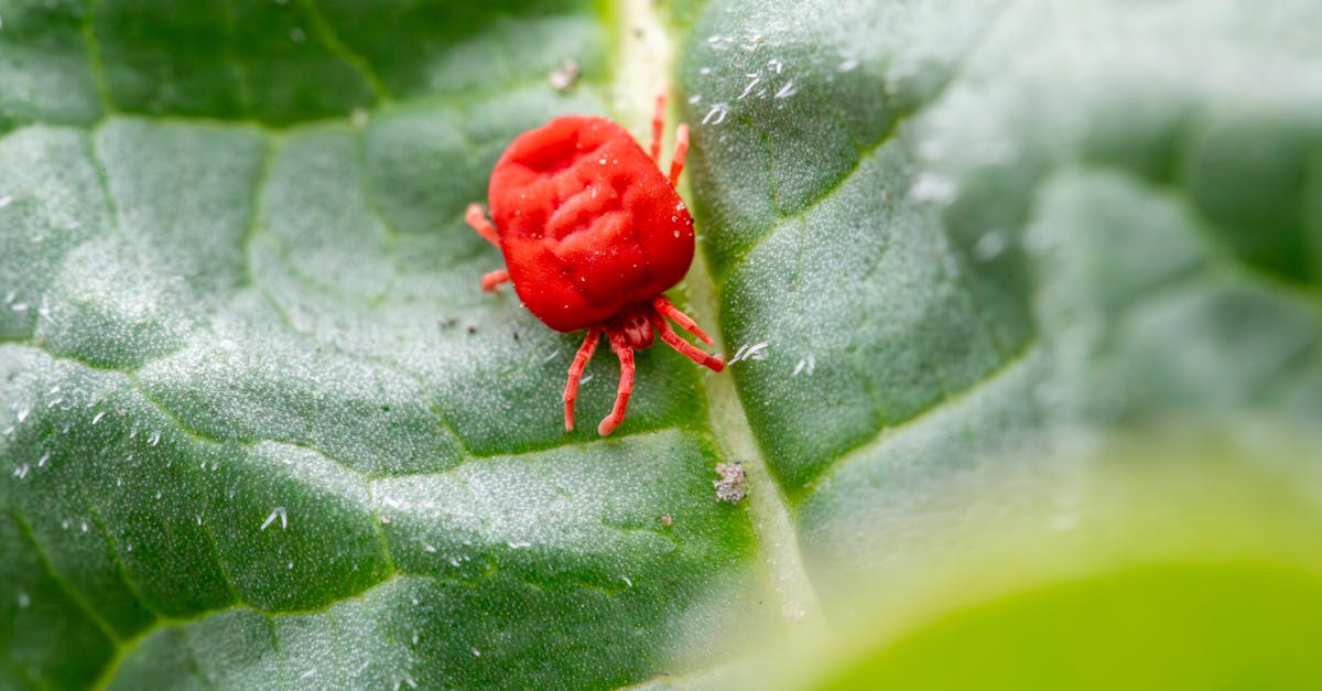 detailed close up of a red clover mite on a green leaf showcasing nature s tiny wonders 4