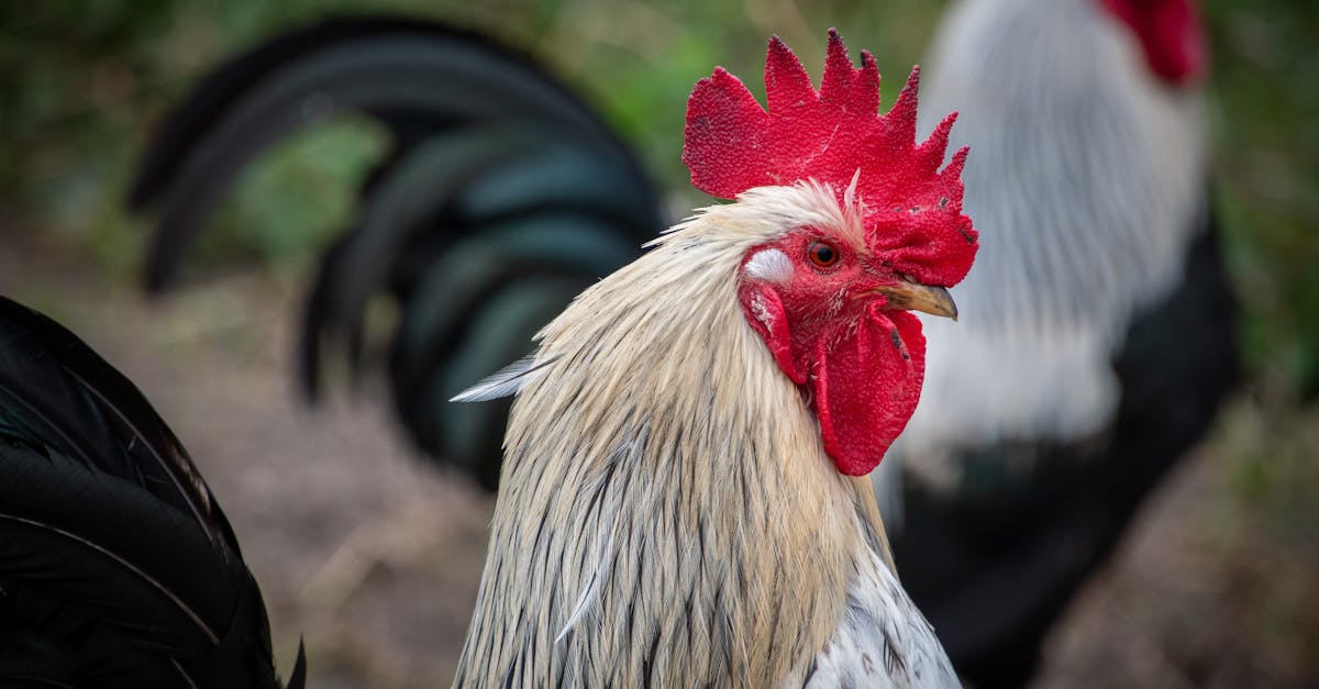 detailed close up of a rooster in a rural farmyard landscape