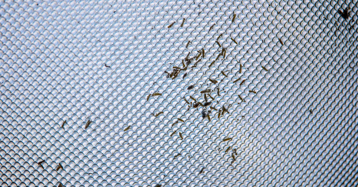 detailed close up of small insects trapped on a gray textured mesh surface